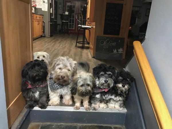 reputable havanese breeders