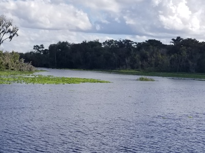 Floating vegetation - tall palms