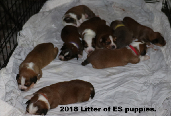 2018 Litter
