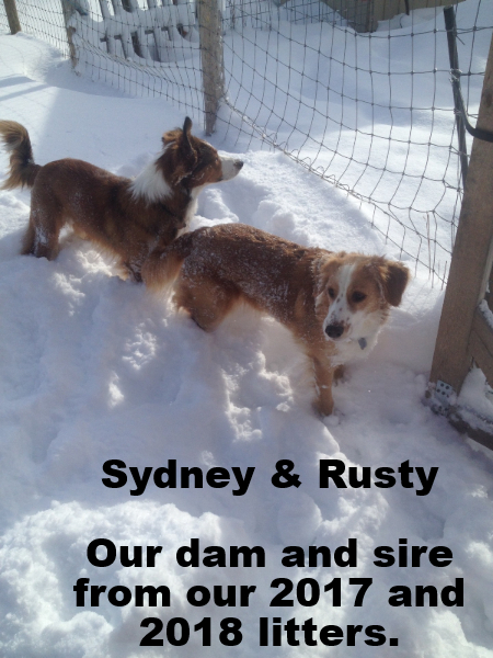 Sydney & Rusty