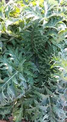 Artichokes are the stars of the edible landscape!