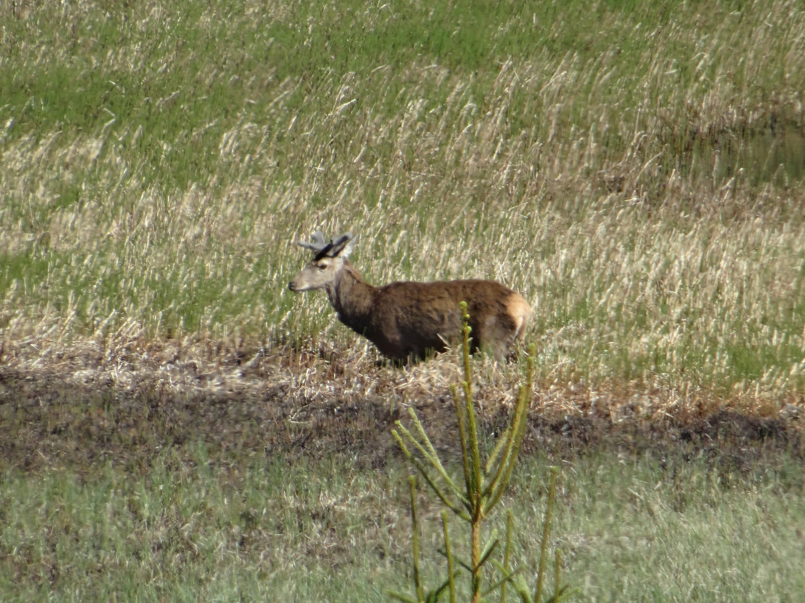 Red deer in the pond