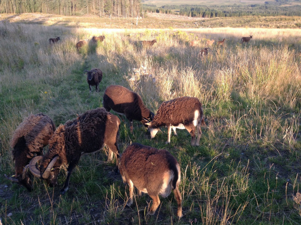 Soay sheep