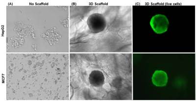 Key Cell Health & Metabolism Assays