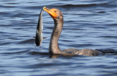 Catfish for the Anhinga