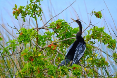 Double Breasted Cormorant