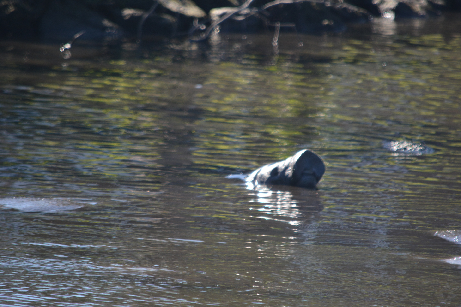 Manatee Catching a Breath