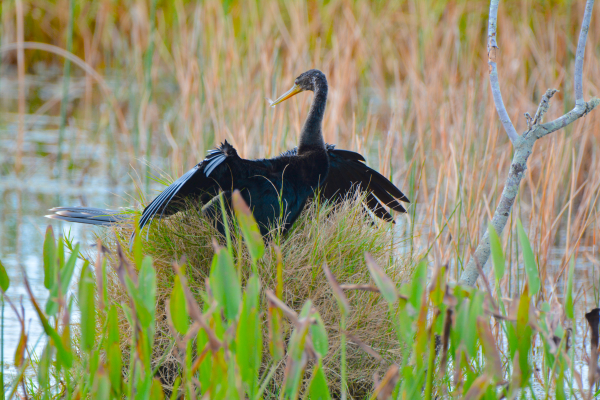 Anhinga