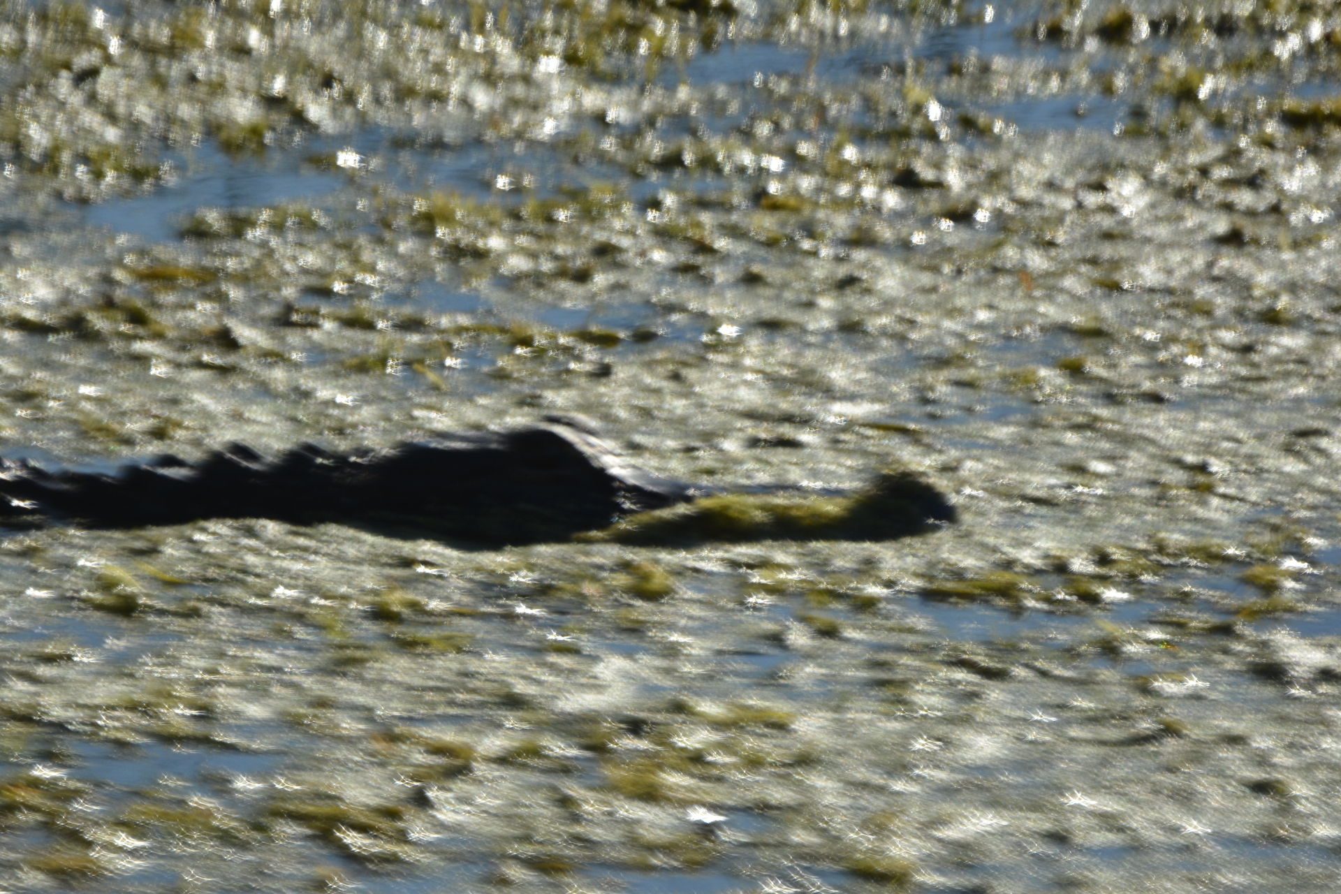 American Alligator