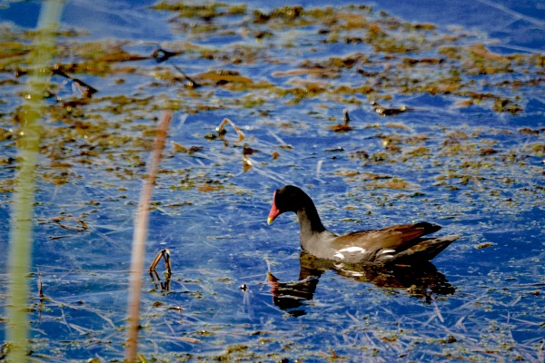 Moorhen