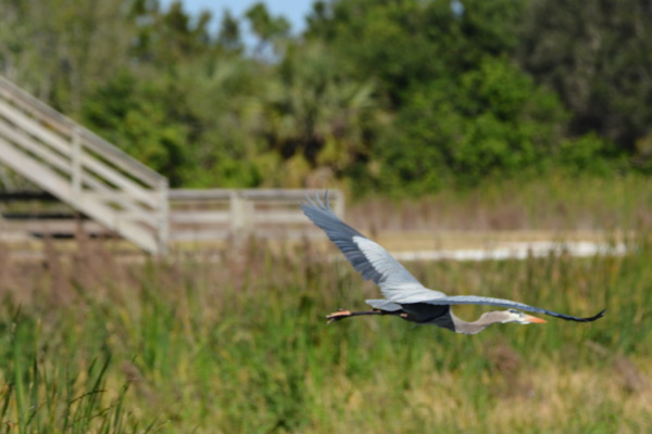 Great Blue Heron