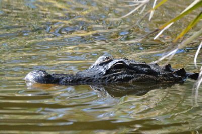 Alligator