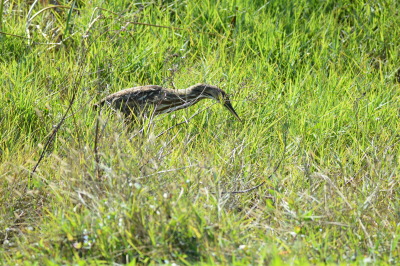 American Bittern