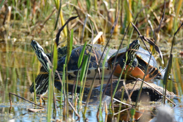 Turtles