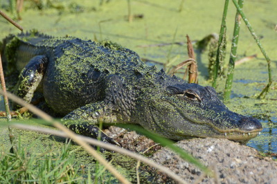  Alligator at Ritch Grissom Wetlands