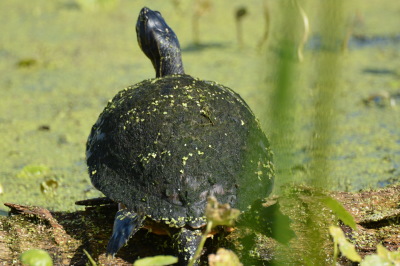 Turtle Catching some sun