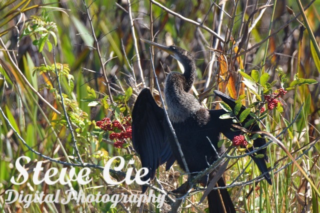 Anhinga