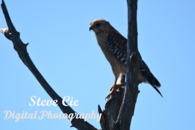 Red Shouldered Hawk