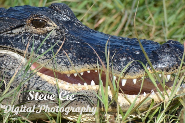 American Alligator