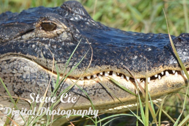 American Alligator