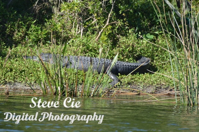 American Alligator