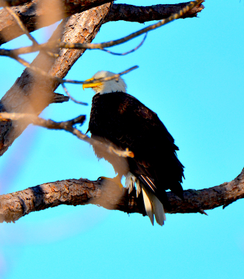 American Bald Eagle