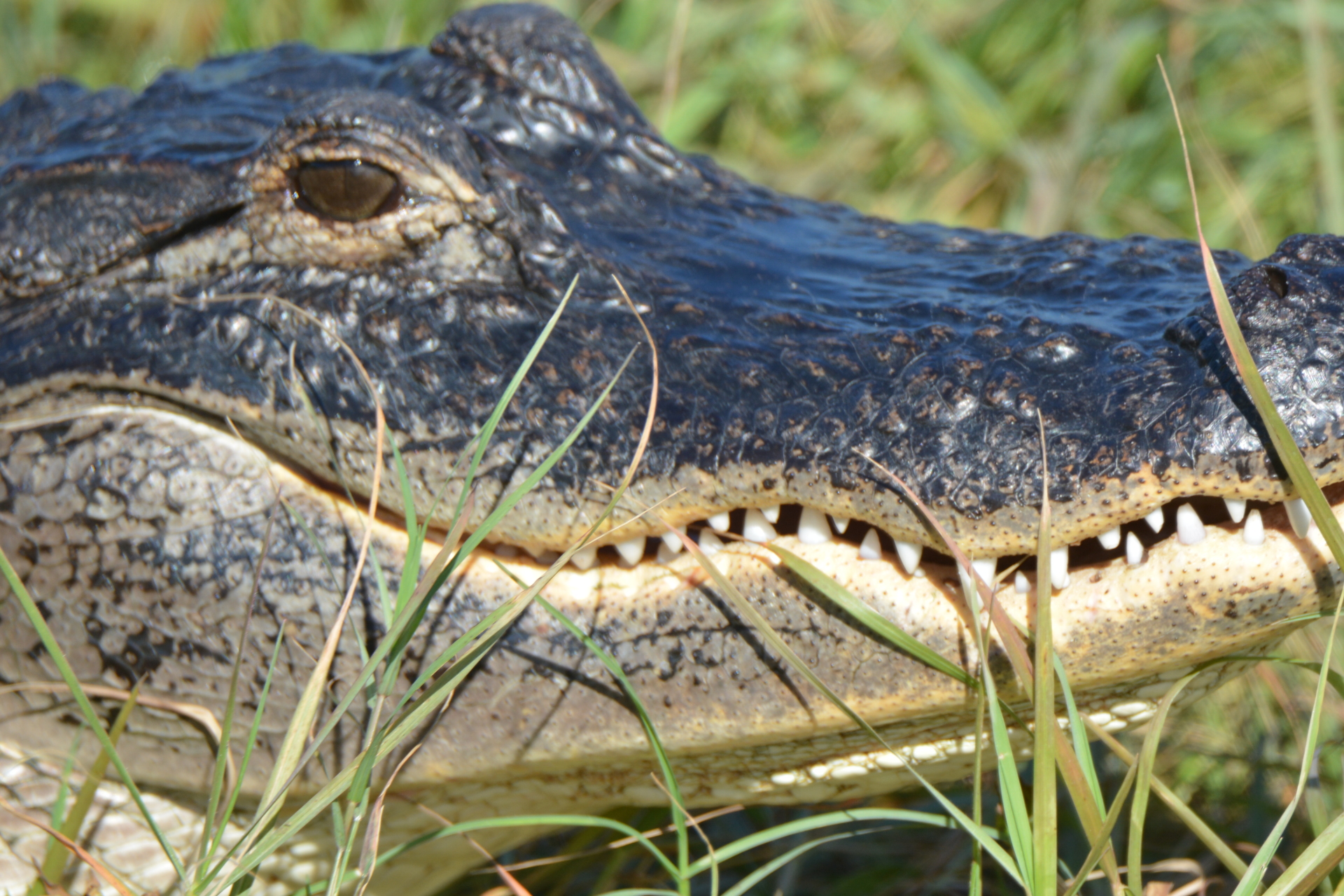 American Alligator