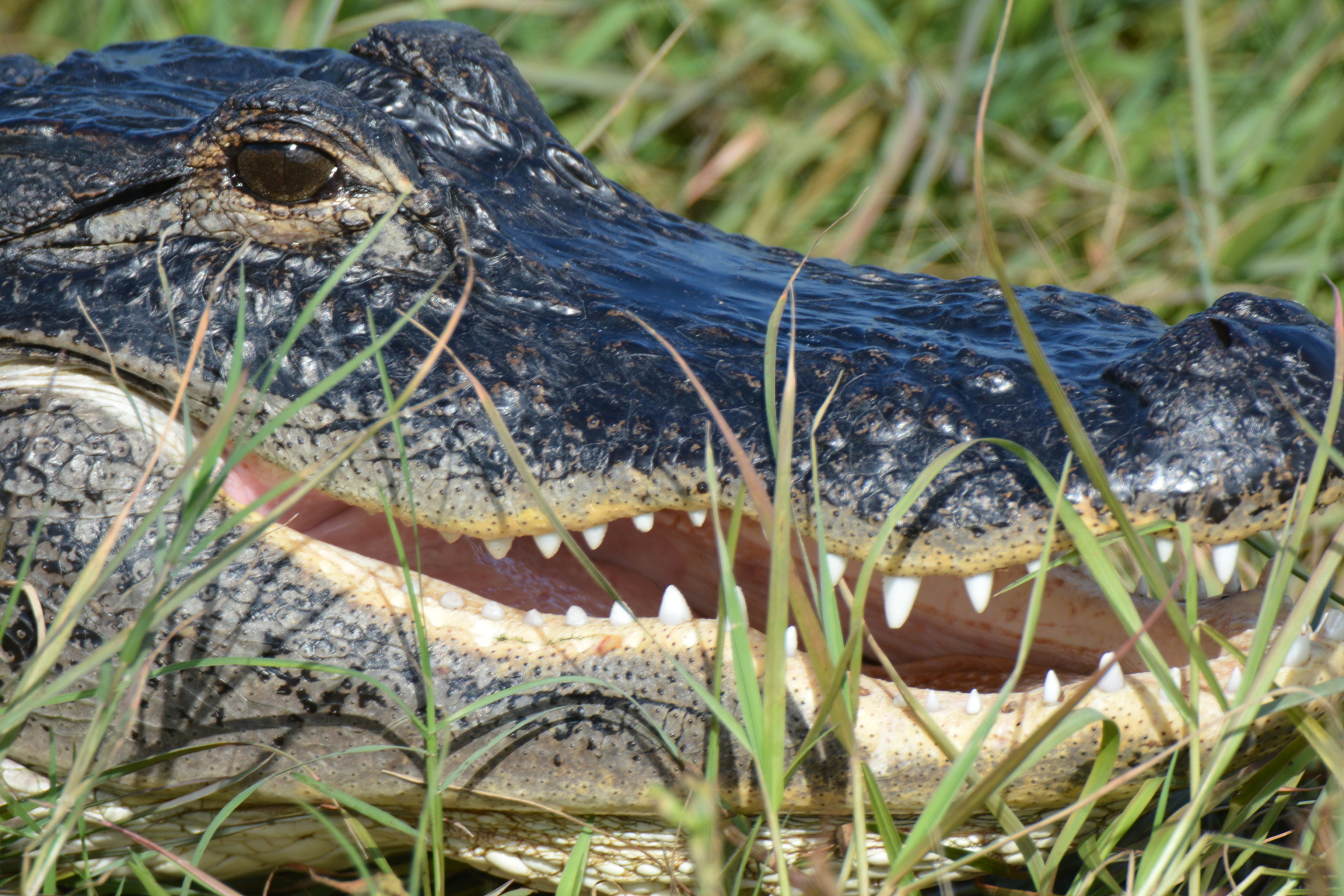 American Alligator