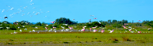 Roseate Spoonbill Flock