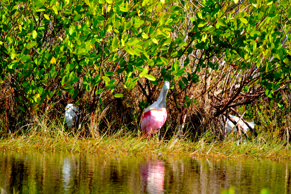 Roseate Spoonbill 