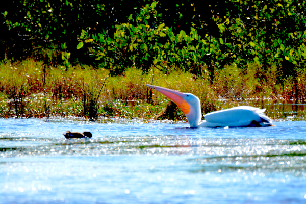 White Pelican