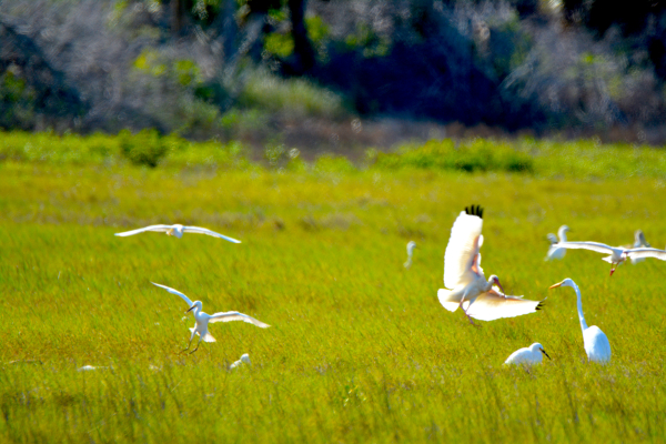 Roseate Spoonbill