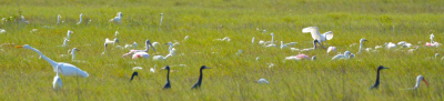 Flock of Roseate Spoonbills