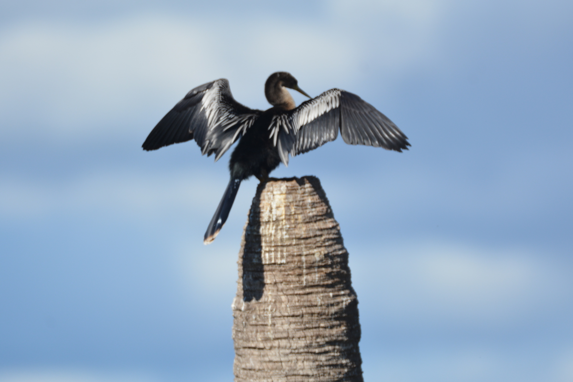 Anhinga