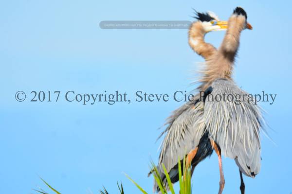 Great Blue Heron Mating