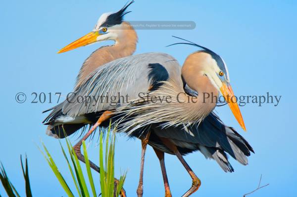 Great Blue Heron Mating