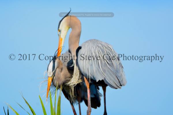 Great Blue Heron Mating