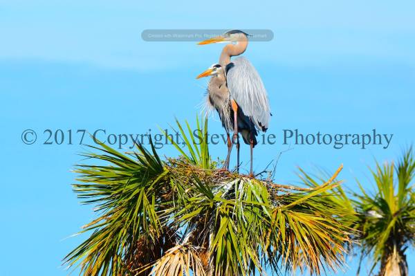 Great Blue Heron Mating