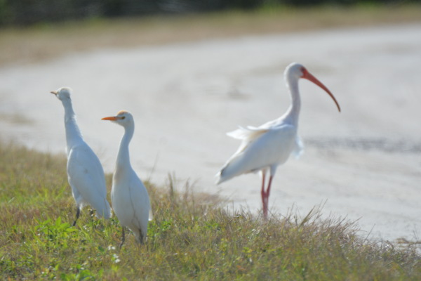 White Ibis with chicks