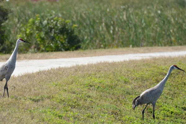 Sandhill Crane