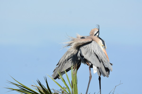 Great Blue Heron