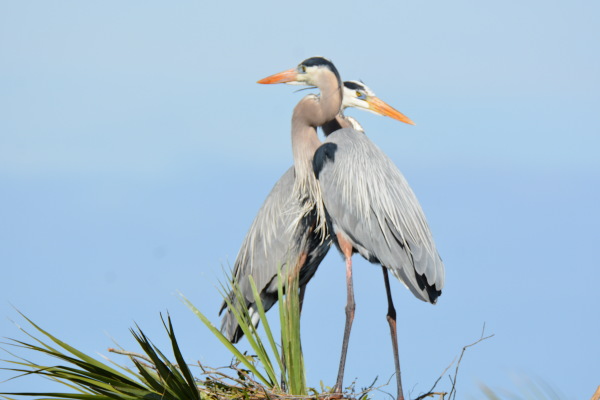 Great Blue Heron