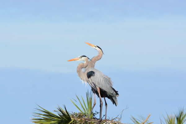 Great Blue Heron