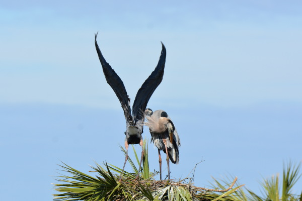 Great Blue Heron