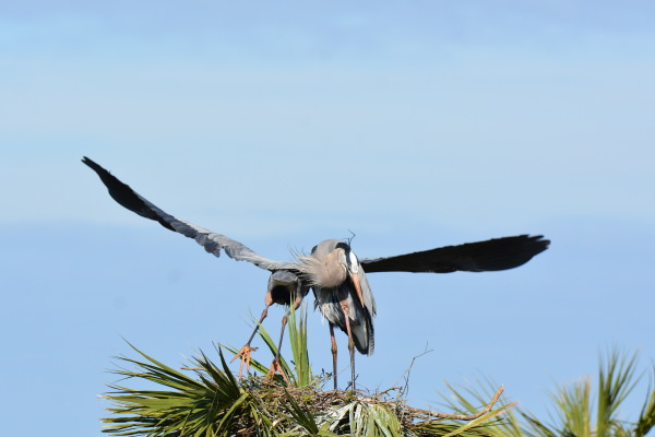 Great Blue Heron