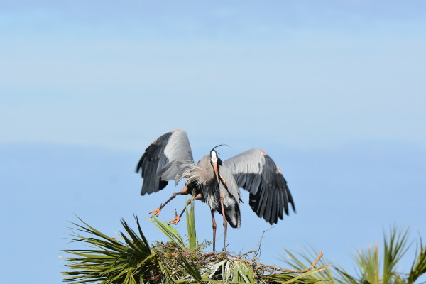 Great Blue Heron