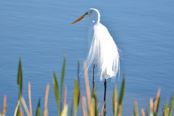 Snowy Egret