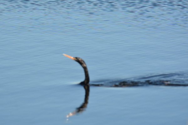 Anhinga