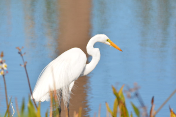 Great Egret