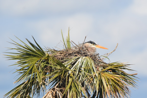 Great Blue Heron